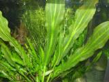 Akváriumi növények - Echinodorus martii